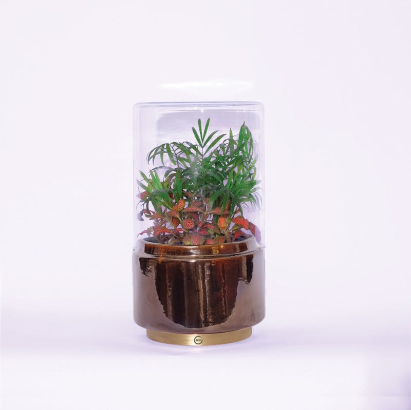 Terrarium "L'exotique flamboyant" - High Size