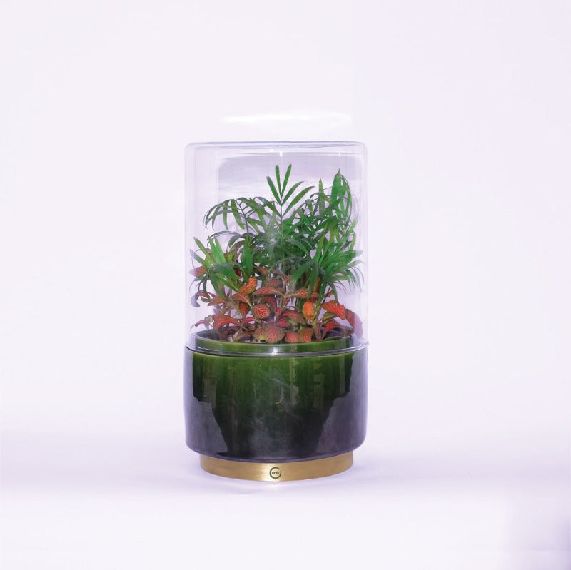 Terrarium "L'exotique flamboyant" - High Size