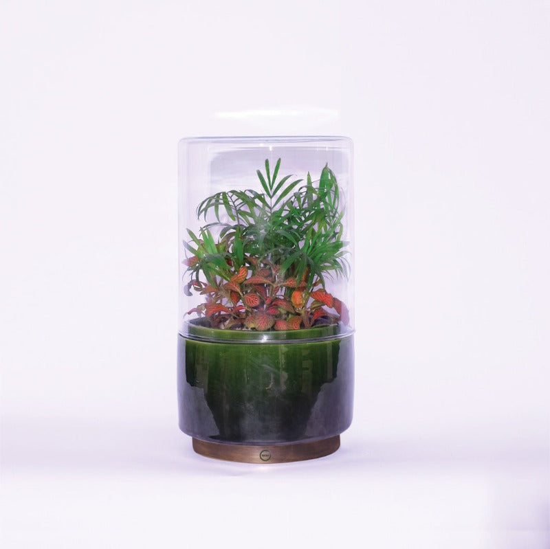 Terrarium "L'exotique flamboyant" - High Size