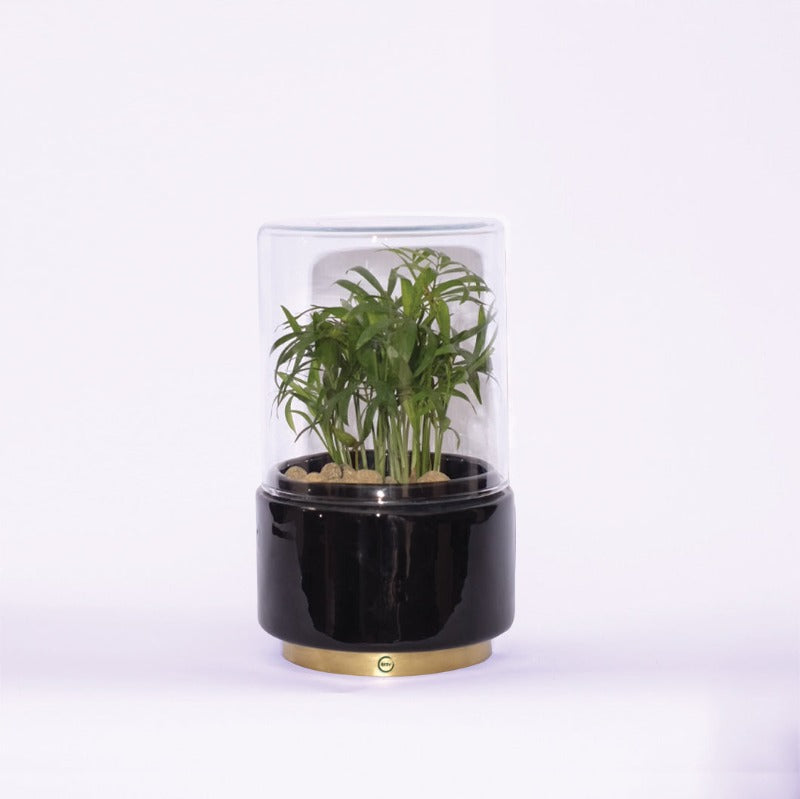 Terrarium "L'exotique" - Standard Size