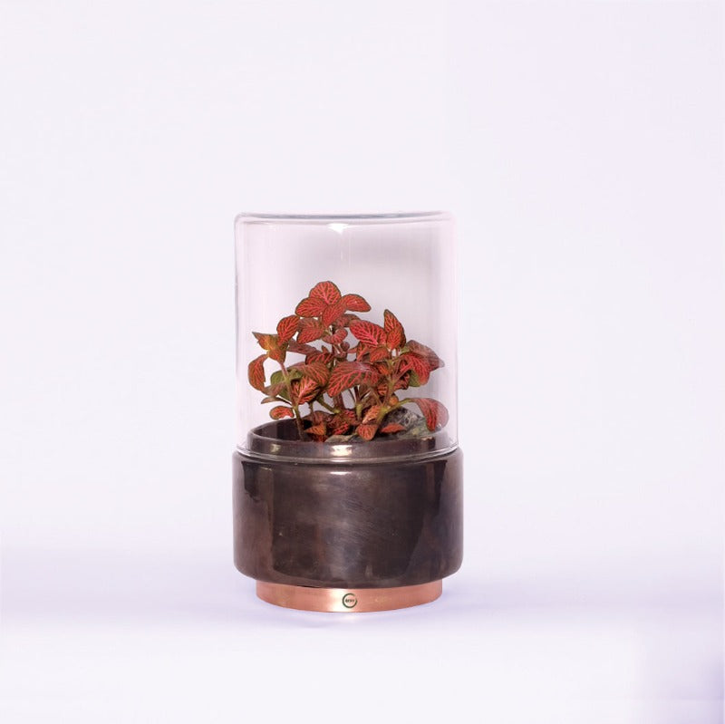 Terrarium "Flamboyant" - Standard Size