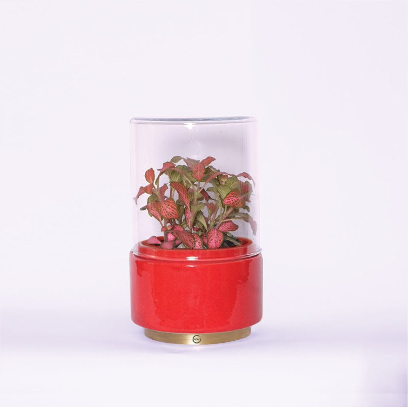 Terrarium "Flamboyant" - Standard Size