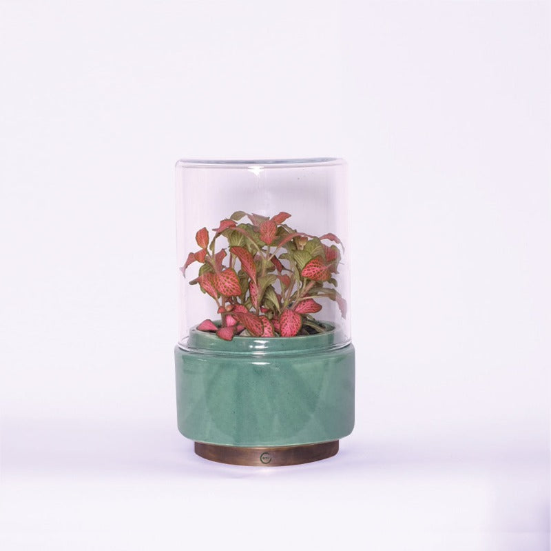 Terrarium "Flamboyant" - Standard Size