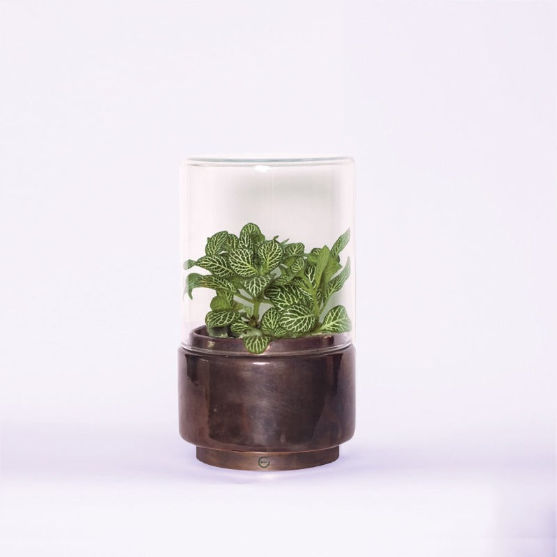 Terrarium "Fitto Zen" - Standard Size