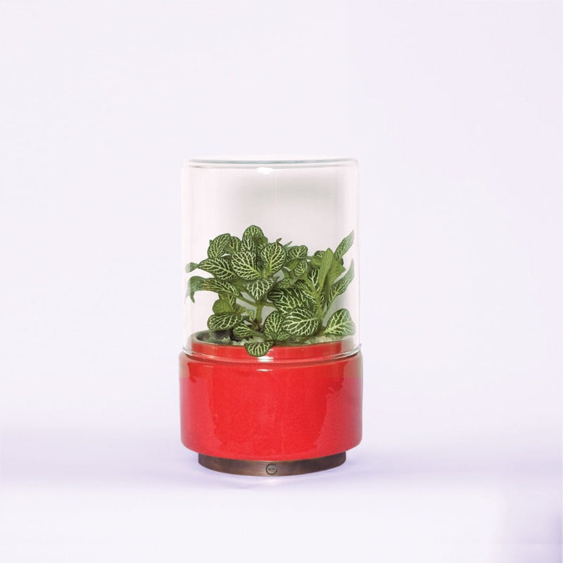 Terrarium "Fitto Zen" - Standard Size