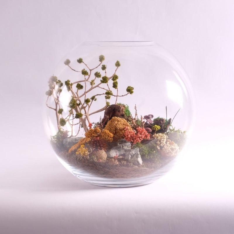 Terrarium stabilisé "Africa"- Edition limitée - Very High